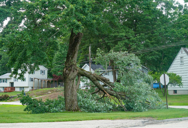 Leaf Removal Services in Clarkston Heights Vineland, WA